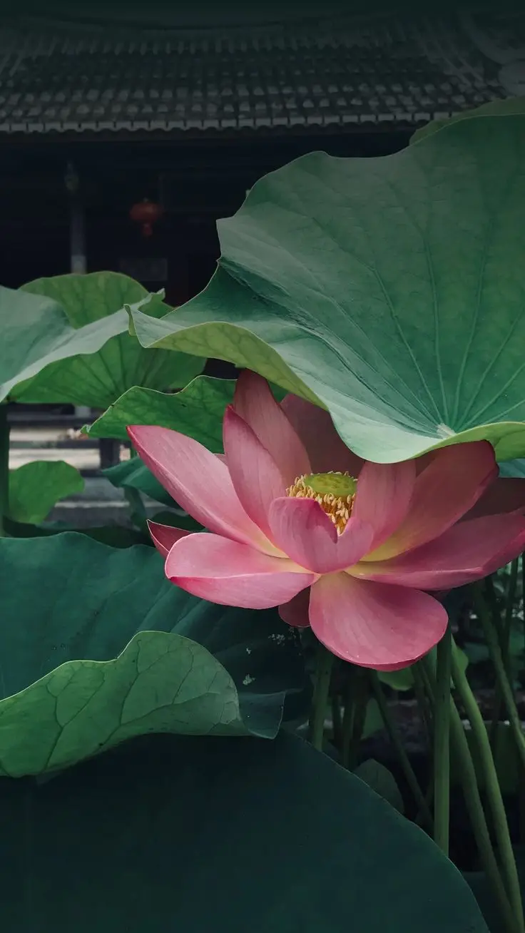 Ảnh Hoa Lấp Lánh Làm Hình Nền Điện Thoại