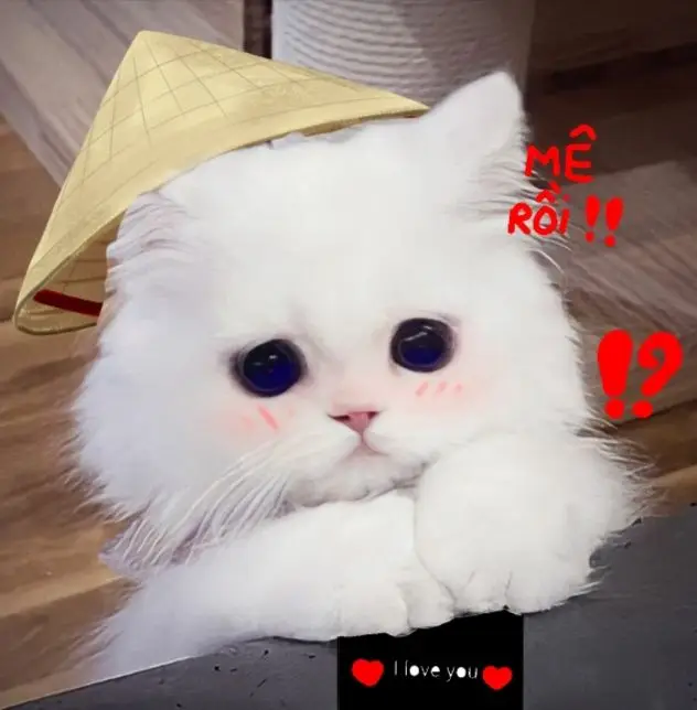 Avatar cute mèo chibi mập, đáng yêu và dễ thương nhất