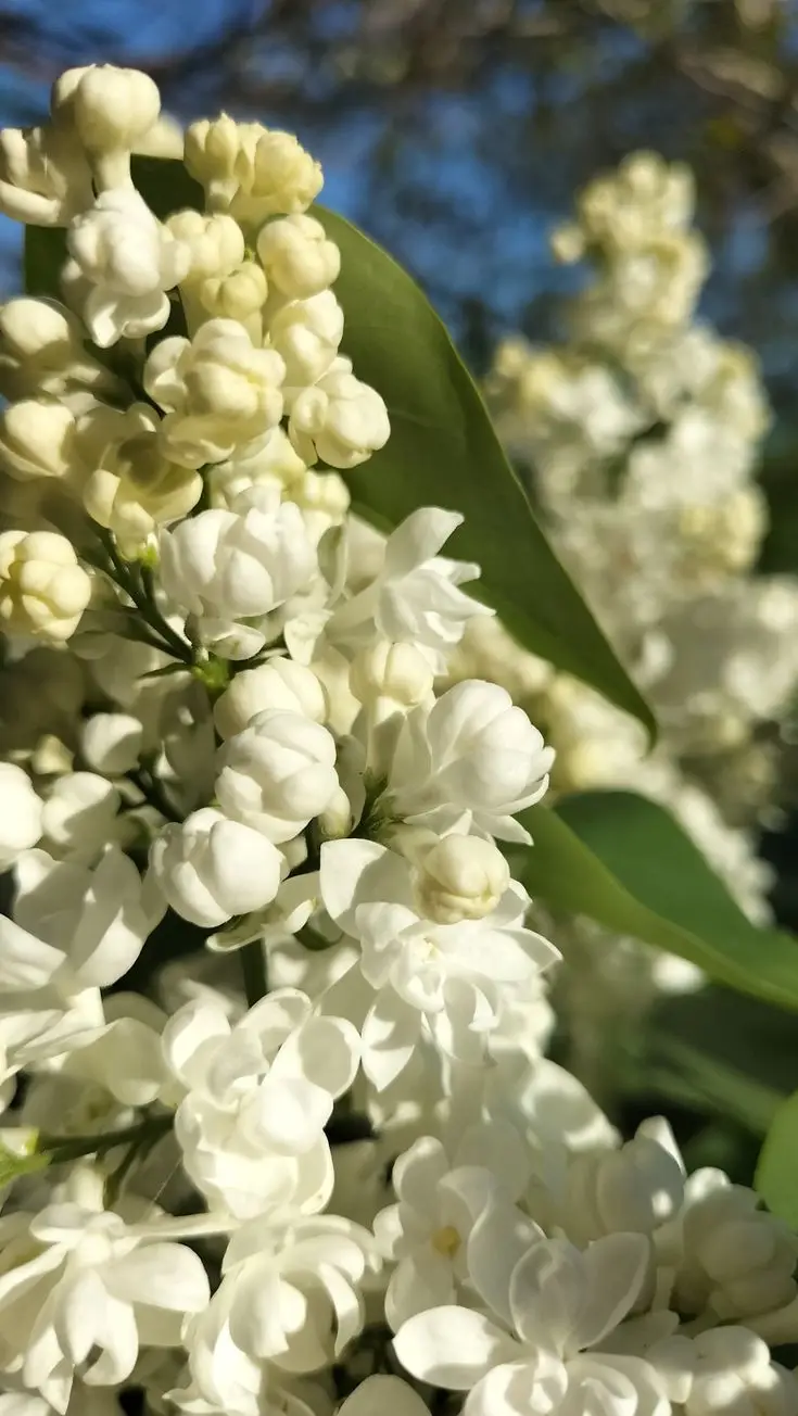 Desktop Hình Nền Hoa Mẫu Đơn Đẹp Cho Máy Tính