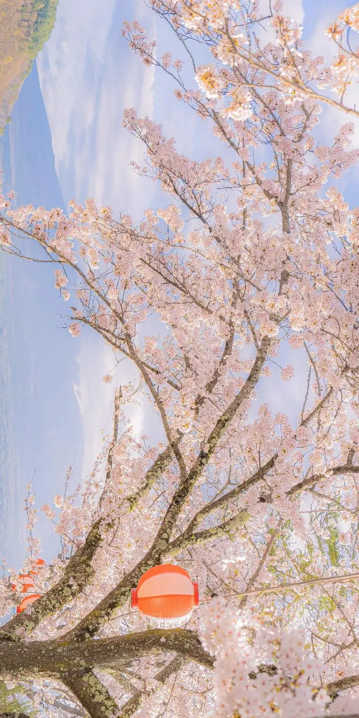 Hình nền ảnh hoa đào đẹp cho mùa xuân