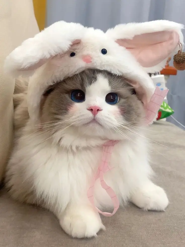 Hình nền con mèo dễ thương cho tình yêu