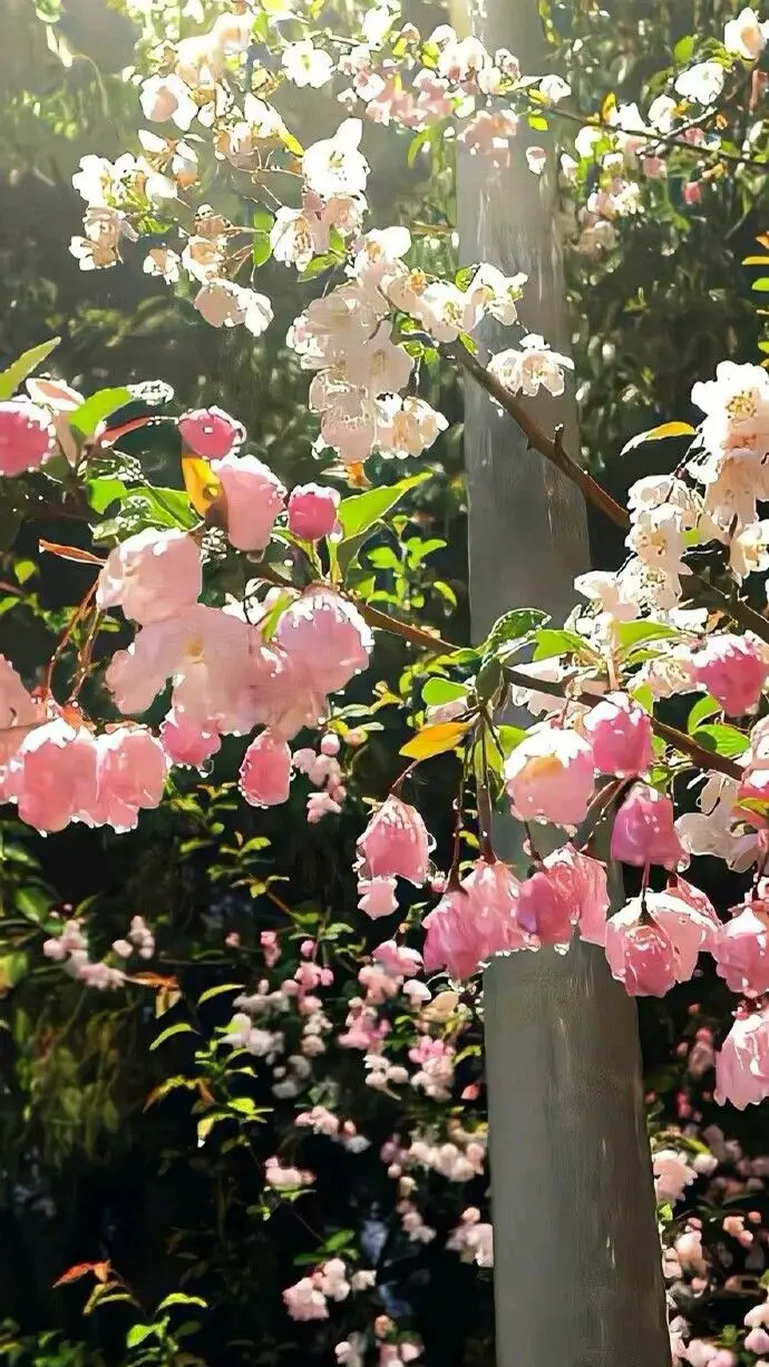 Hình nền hoa anh đào rơi lãng mạn cho dịp xuân