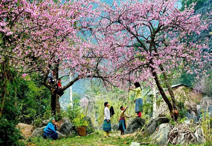 Hình nền hoa đào ngày Tết – Không khí Tết tràn ngập không gian