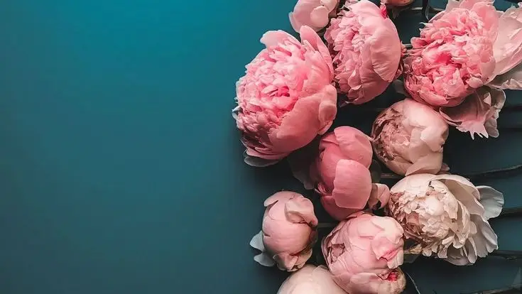 Hình Nền Hoa Mẫu Đơn – Tuyệt Tác Nghệ Thuật Từ Thiên Nhiên
