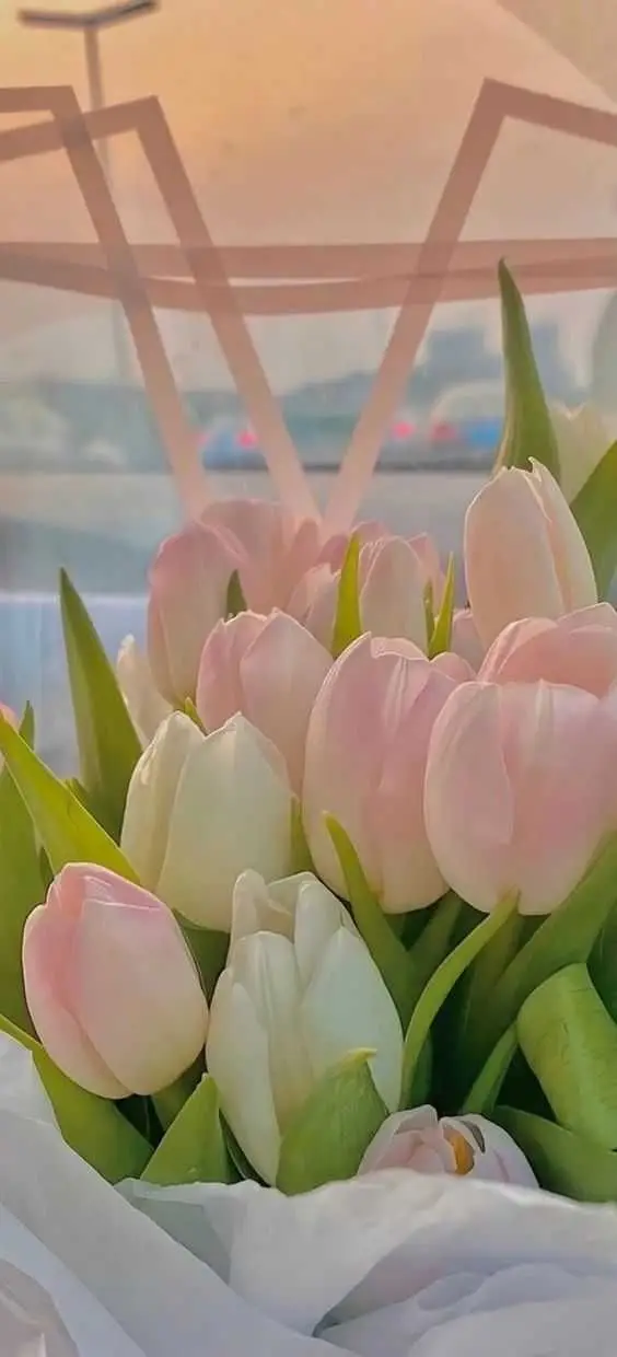 Hình Nền Hoa Tulip – Lắng Đọng Trong Khung Hình