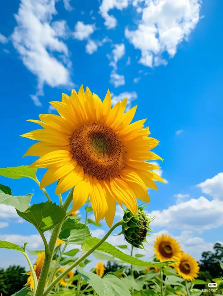 Hình Nền Hoa Hướng Dương Đẹp Cho Điện Thoại: Rực Rỡ Nắng Vàng