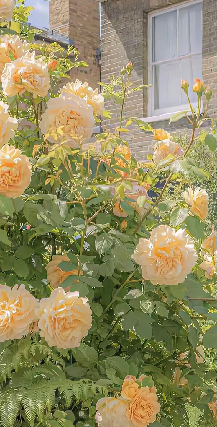 Hình Nền Hoa Mai Đẹp Đem Đến Sự Tươi Mát Ngày Xuân