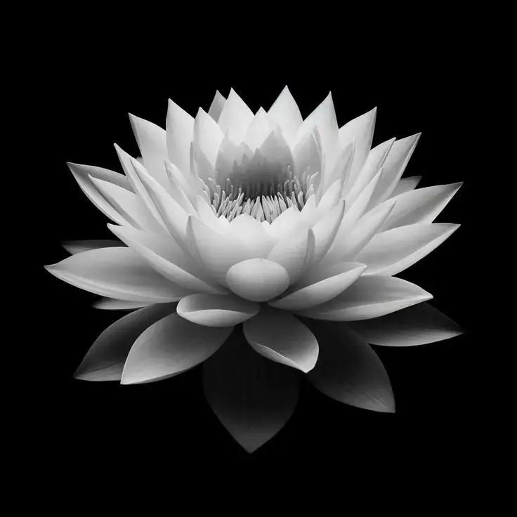 Hình nền hoa sen đen: Vẻ đẹp bí ẩn và thanh tao cho thiết bị của bạn