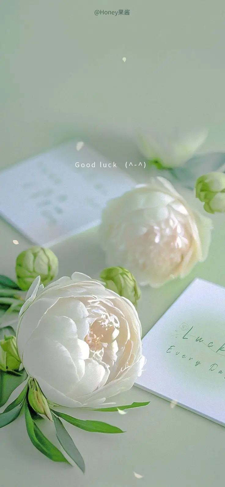 Hình Nền Hoa Tulip Cho Điện Thoại: Sắc Màu Tươi Sáng