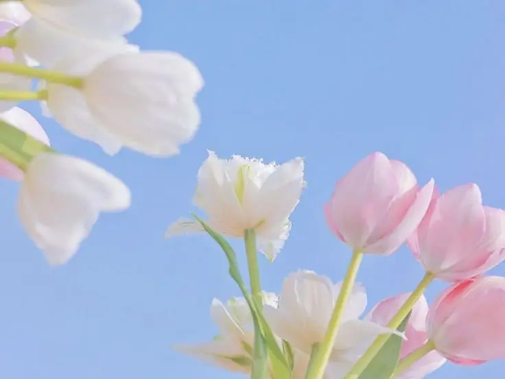 Hình Nền Hoa Tulip Full HD Rực Rỡ