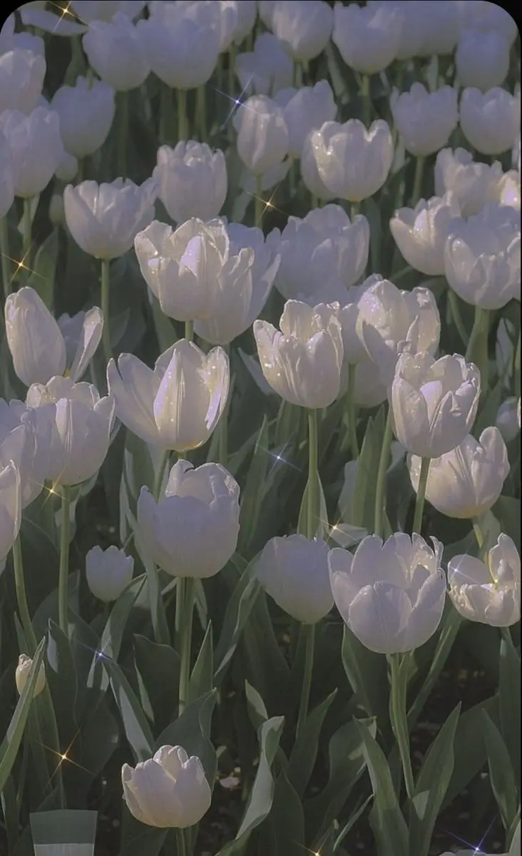 Hình nền hoa tulip trắng – Nét đẹp của thiên nhiên
