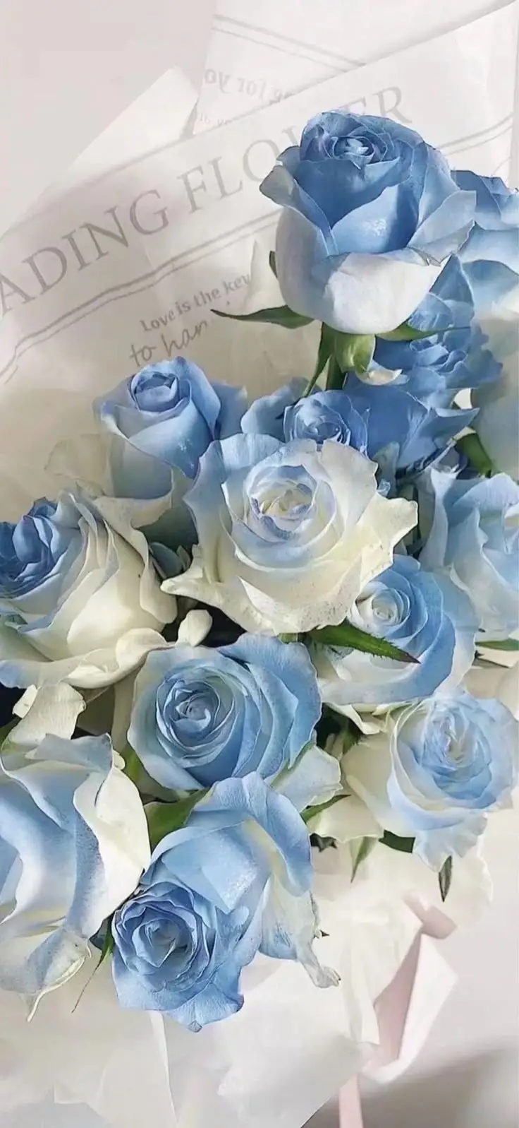 Hình nền hoa tulip xanh rực rỡ cho không gian sống