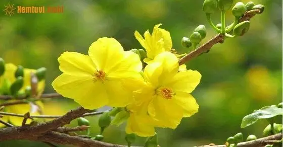 Hình Nền Hợp Mệnh Kim Độc Đáo