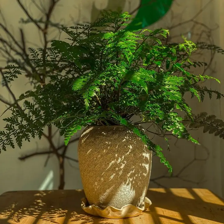 Khám Phá Hình Nền Hợp Mệnh Mộc Cho Người Yêu Tự Nhiên