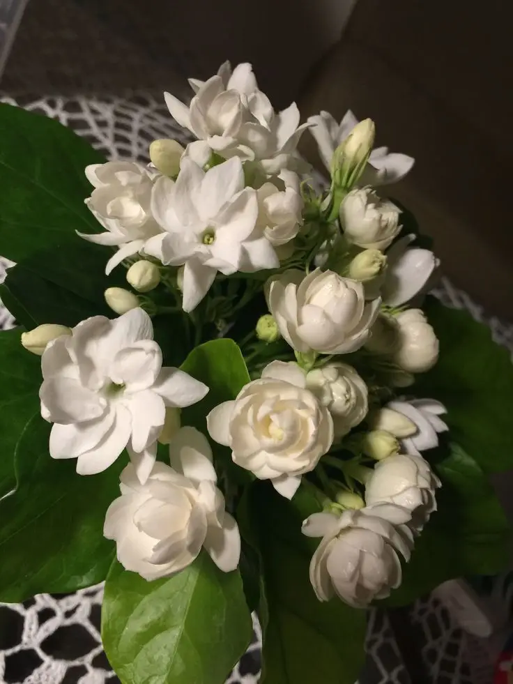 Chiêm ngưỡng hình nền điện thoại hoa nhài đẹp và thanh lịch