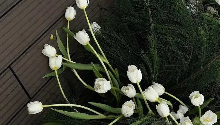 Hình nền điện thoại tulip – Nét đẹp của hoa tulip qua từng khung hình