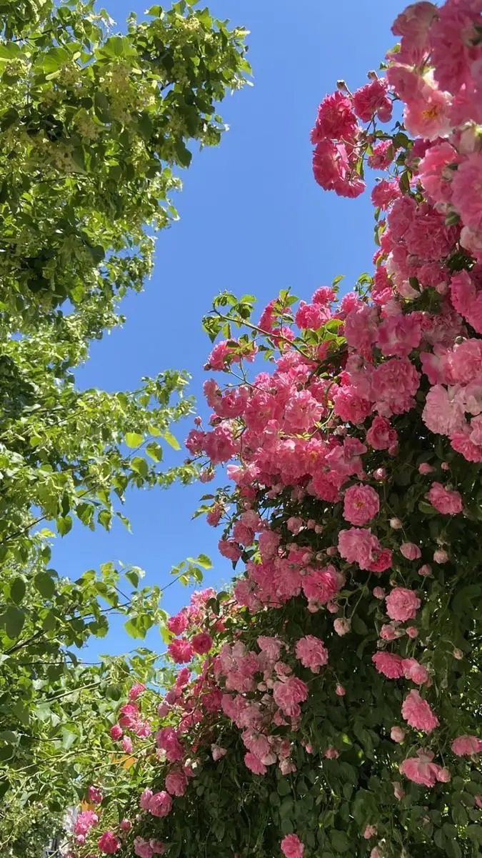 Hình nền màu hồng đẹp, lãng mạn cho trái tim nhạy cảm