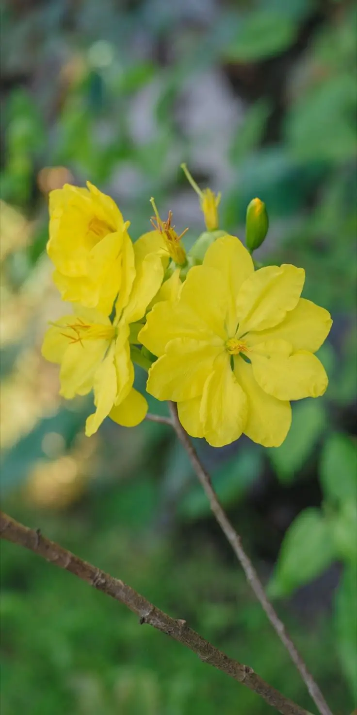 Hình Nền May Mắn Dành Cho Người Mệnh Thổ