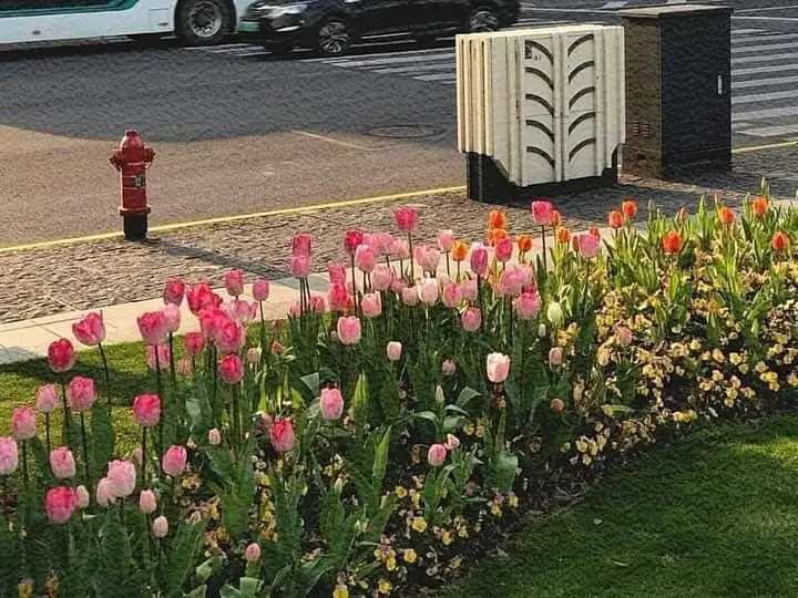 Hình nền máy tính hoa tulip lung linh