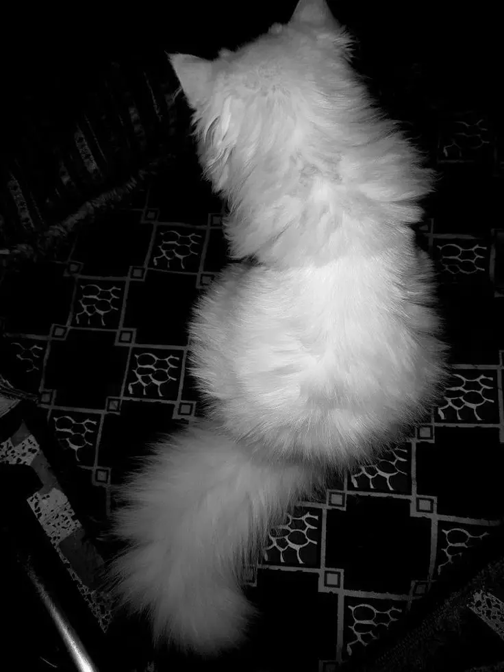 Hình Nền Mèo Đen Cute Đáng Yêu