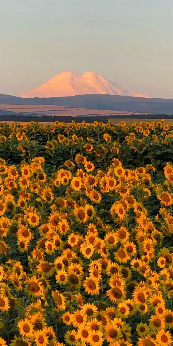 Hình Nền Hoa Hướng Dương Rực Rỡ, Tươi Mới