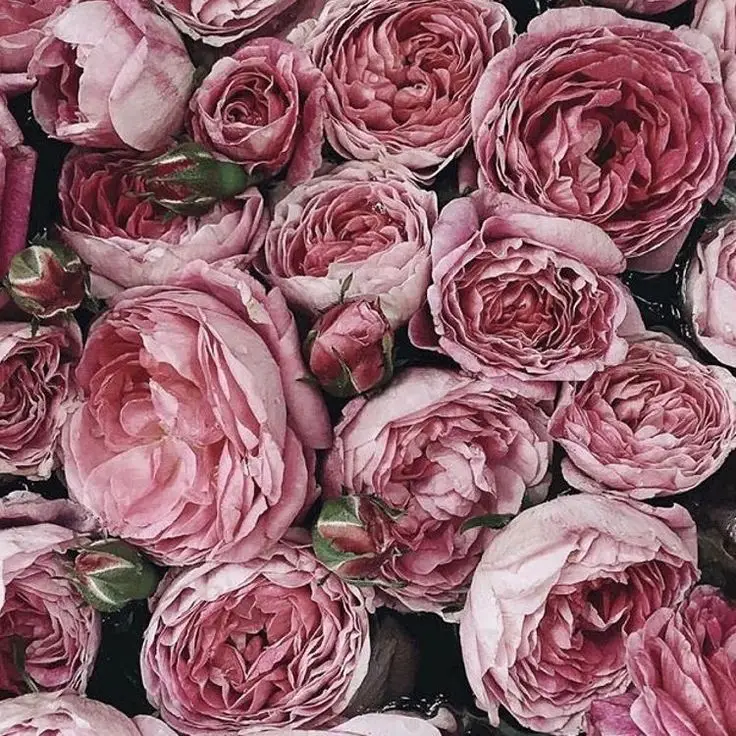 Hình nền hoa mẫu đơn cho máy tính