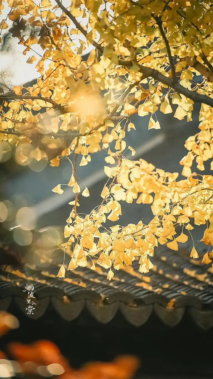 Lá Nguyệt Quế Hình Nền – Thể Hiện Sự Thanh Tao