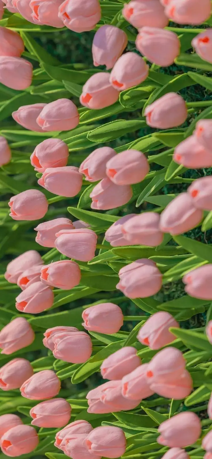 Tulip hình nền ảnh hoa đẹp – Nguồn cảm hứng từ thiên nhiên